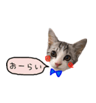 YUKIの猫LIFE（個別スタンプ：5）