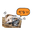 YUKIの猫LIFE（個別スタンプ：6）