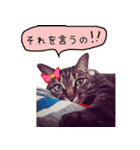 YUKIの猫LIFE（個別スタンプ：7）