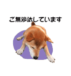 柴犬あーちゃんの「あいさつ」（個別スタンプ：14）