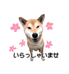 柴犬あーちゃんの「あいさつ」（個別スタンプ：36）