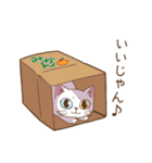 猫のぷーちゃん（個別スタンプ：11）