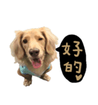 dooooog（個別スタンプ：1）