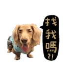 dooooog（個別スタンプ：2）