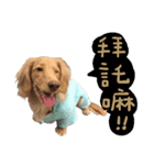 dooooog（個別スタンプ：3）