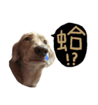 dooooog（個別スタンプ：13）