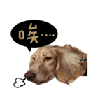 dooooog（個別スタンプ：14）