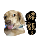 dooooog（個別スタンプ：16）