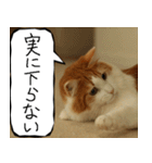 猫が代わりにお伝え その12（個別スタンプ：1）