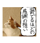 猫が代わりにお伝え その12（個別スタンプ：4）