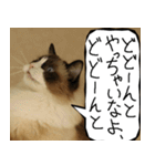 猫が代わりにお伝え その12（個別スタンプ：6）