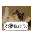 猫が代わりにお伝え その12（個別スタンプ：7）