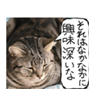 猫が代わりにお伝え その12（個別スタンプ：10）