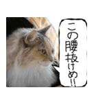 猫が代わりにお伝え その12（個別スタンプ：11）