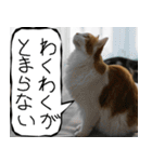 猫が代わりにお伝え その12（個別スタンプ：13）