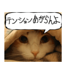 猫が代わりにお伝え その12（個別スタンプ：17）