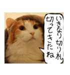 猫が代わりにお伝え その12（個別スタンプ：19）