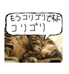 猫が代わりにお伝え その12（個別スタンプ：20）