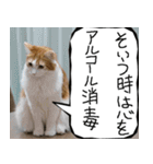 猫が代わりにお伝え その12（個別スタンプ：21）