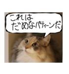 猫が代わりにお伝え その12（個別スタンプ：25）