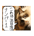 猫が代わりにお伝え その12（個別スタンプ：27）