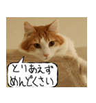 猫が代わりにお伝え その12（個別スタンプ：33）