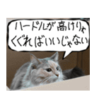 猫が代わりにお伝え その12（個別スタンプ：36）