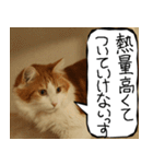 猫が代わりにお伝え その12（個別スタンプ：37）