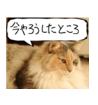 猫が代わりにお伝え その12（個別スタンプ：38）