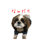 ゆた坊スタンプ（個別スタンプ：1）