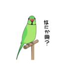 ワカケスタンプ（個別スタンプ：19）
