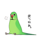 ワカケスタンプ（個別スタンプ：34）
