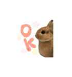 実写！うさぎのおこげ＊（個別スタンプ：1）
