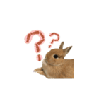 実写！うさぎのおこげ＊（個別スタンプ：2）