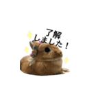 実写！うさぎのおこげ＊（個別スタンプ：3）