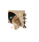 実写！うさぎのおこげ＊（個別スタンプ：6）