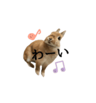実写！うさぎのおこげ＊（個別スタンプ：9）