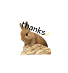 実写！うさぎのおこげ＊（個別スタンプ：14）