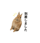 実写！うさぎのおこげ＊（個別スタンプ：20）