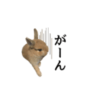 実写！うさぎのおこげ＊（個別スタンプ：31）