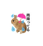 実写！うさぎのおこげ＊（個別スタンプ：33）