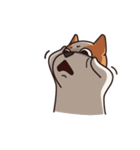 Playful Chihuahua II（個別スタンプ：5）