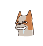Playful Chihuahua II（個別スタンプ：8）