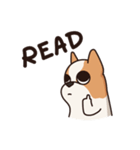 Playful Chihuahua II（個別スタンプ：13）