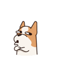 Playful Chihuahua II（個別スタンプ：14）