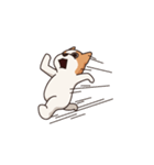 Playful Chihuahua II（個別スタンプ：17）
