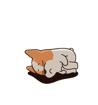Playful Chihuahua II（個別スタンプ：23）