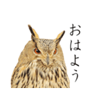 ミミズクの返答（個別スタンプ：1）