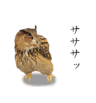 ミミズクの返答（個別スタンプ：21）