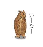 ミミズクの返答（個別スタンプ：25）